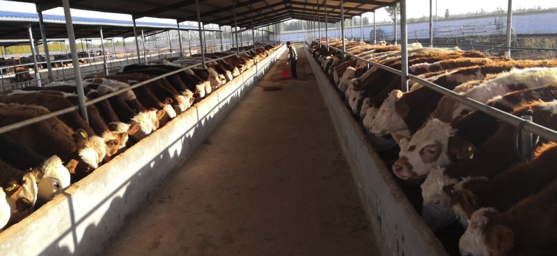 云南昆明西门塔尔肉牛犊活牛交易支持现场自由挑选签定