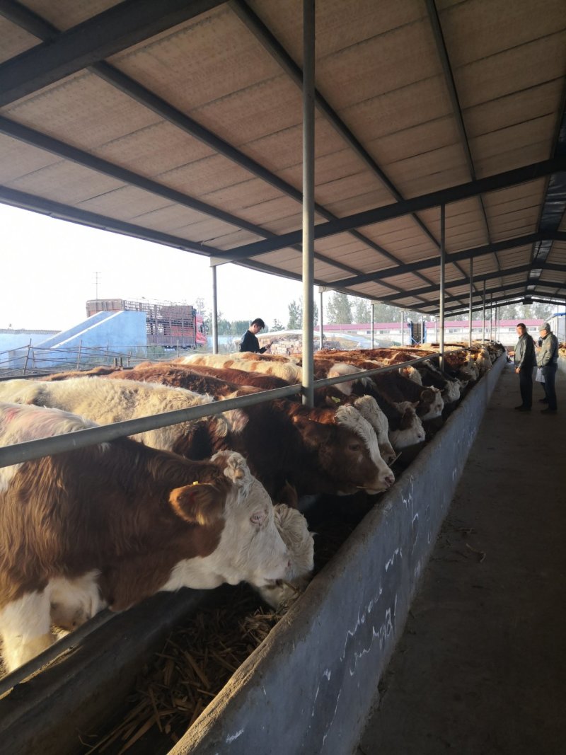 云南昆明西门塔尔肉牛犊活牛交易支持现场自由挑选签定