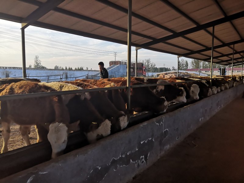 云南昆明西门塔尔肉牛犊活牛交易支持现场自由挑选签定