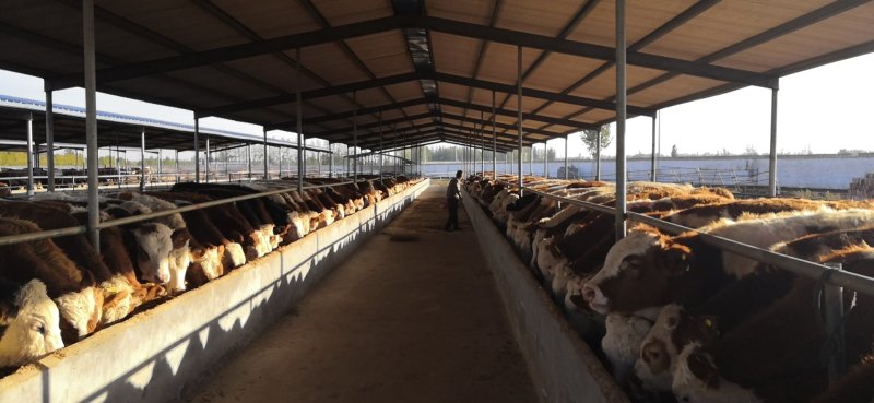 云南昆明西门塔尔肉牛犊活牛交易支持现场自由挑选签定
