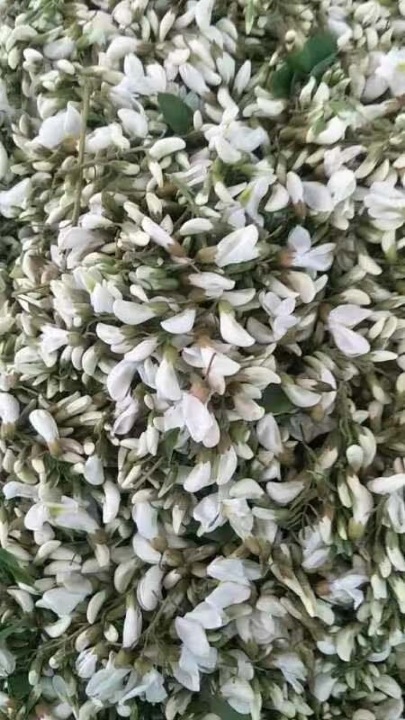 槐花，新鲜槐花，冻槐花，大量供应有现货