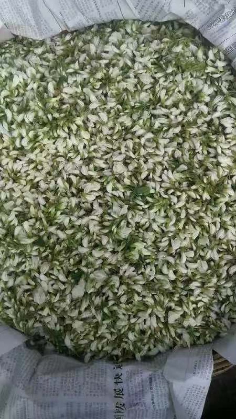 槐花，新鲜槐花，冻槐花，大量供应有现货
