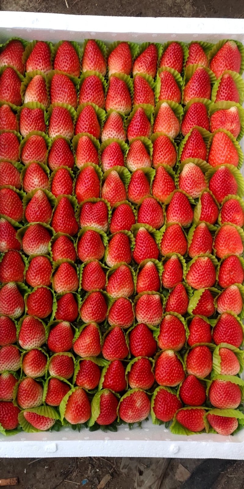 妙香草莓大量上市天仙醉草莓代收江苏草莓徐州草莓