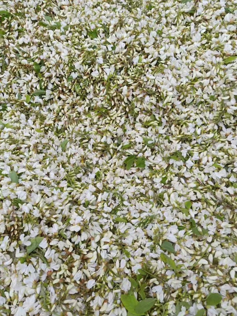 槐花，新鲜槐花，冻槐花，大量供应有现货