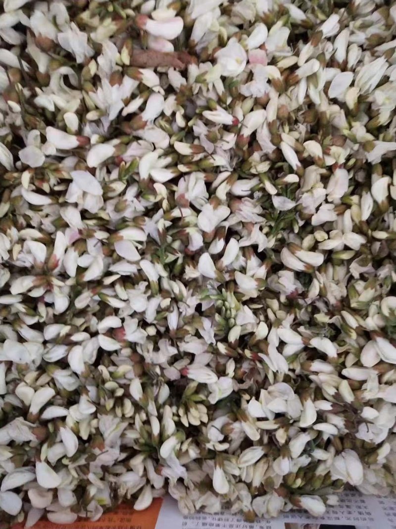 槐花，新鲜槐花，冻槐花，大量供应有现货