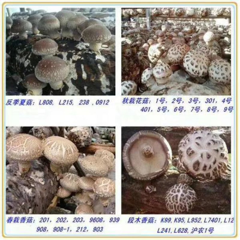 包邮袋料香菇808原种2级种