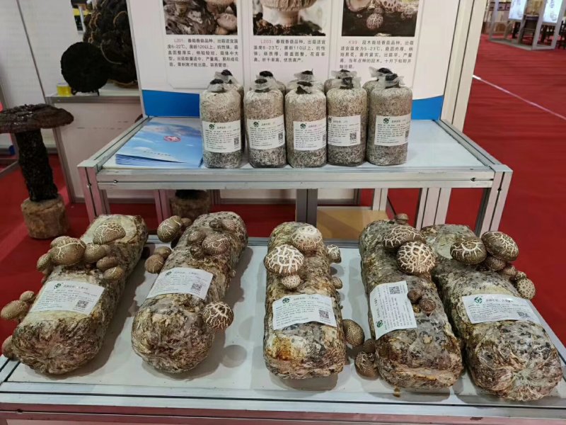 包邮袋料香菇808原种2级种