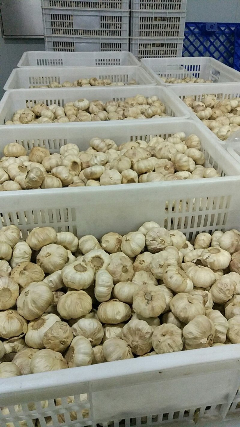 黑蒜厂家直供多瓣黑蒜可贴牌加工产地发货黑大蒜