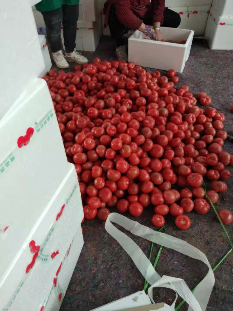 王红卫蔬菜交易市场西红柿硬粉西红柿金牌代办