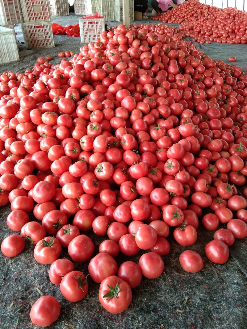 王红卫蔬菜交易市场西红柿硬粉西红柿金牌代办