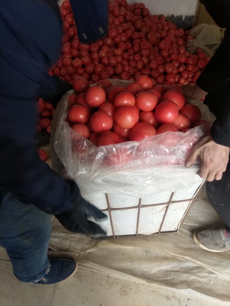 王红卫蔬菜交易市场西红柿硬粉西红柿金牌代办