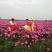 芍药芽苗、开花早、花期长，产量高，品种纯