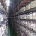 椴木香菇菌种种木头菌种包邮