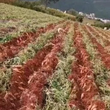 红薯