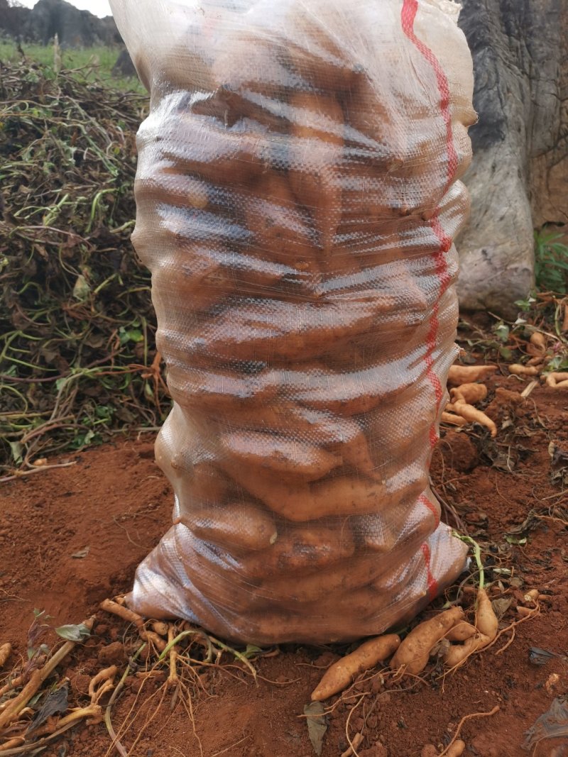 红薯