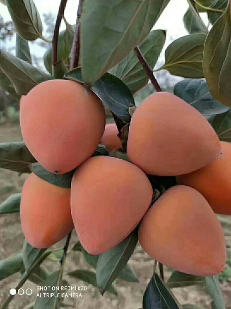 柿饼