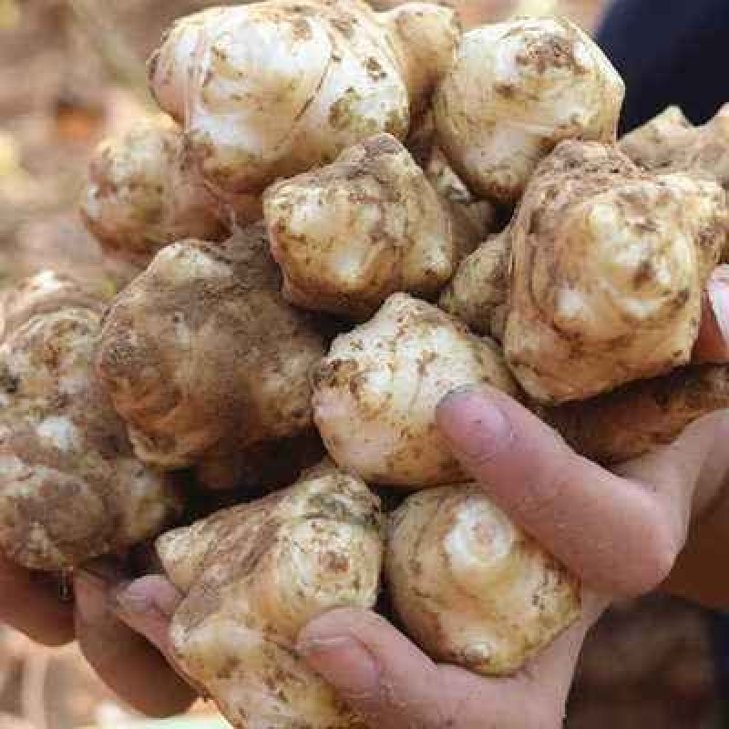 洋姜新鲜现挖9斤1斤菊芋不辣野生鬼子姜种子生阳姜腌菜泡菜