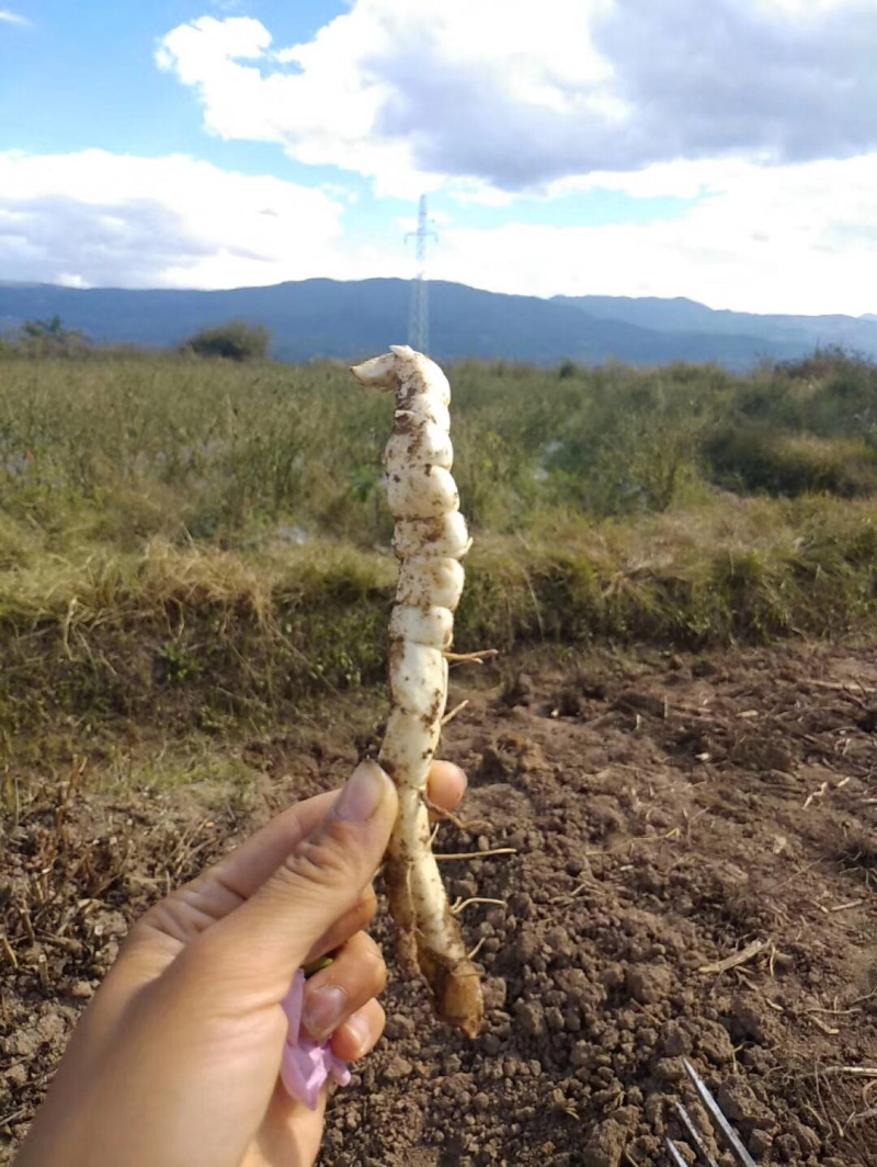 云南剑川特产地参虫草参地龙菜泽兰根批发一件代发包邮