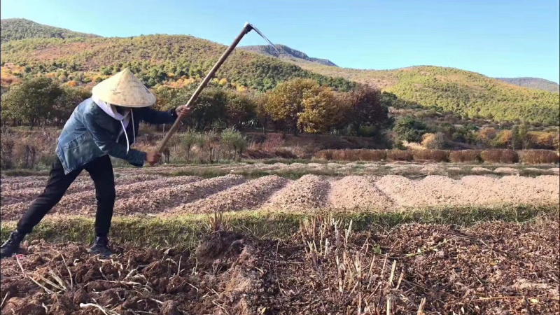 云南剑川特产地参虫草参地龙菜泽兰根批发一件代发包邮