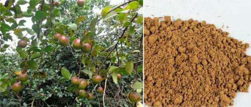 2019新自家现榨山茶油，原始熬炼，天然无添加