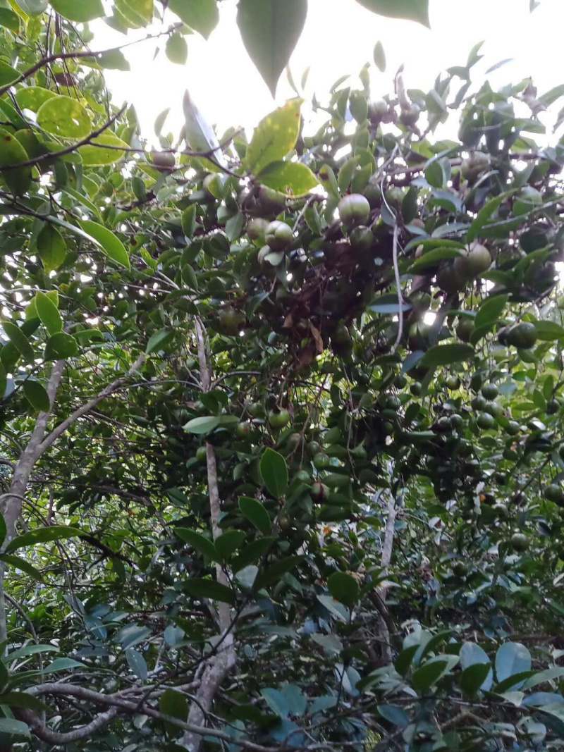 2019新自家现榨山茶油，原始熬炼，天然无添加