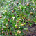 2019新自家现榨山茶油，原始熬炼，天然无添加