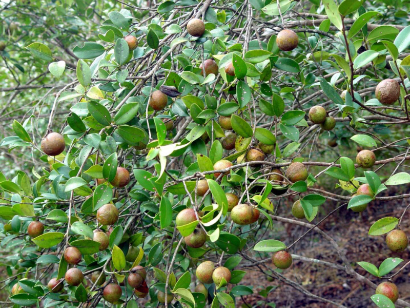 2019新自家现榨山茶油，原始熬炼，天然无添加