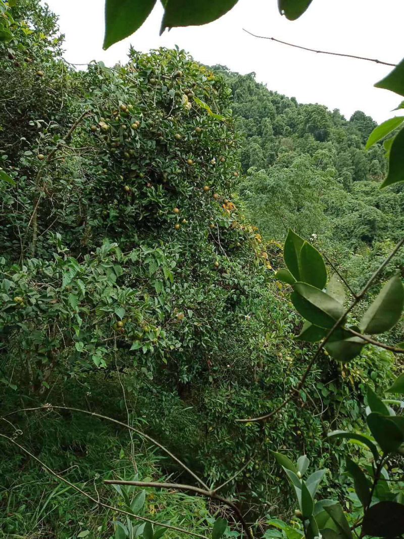 2019新自家现榨山茶油，原始熬炼，天然无添加