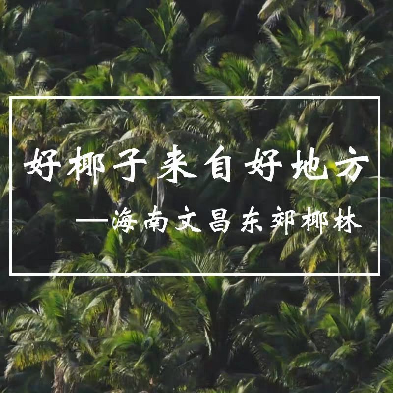海南椰皇文昌本地椰子抛光不打蜡做椰子碗长期供应