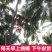 海南椰皇文昌本地椰子抛光不打蜡做椰子碗长期供应
