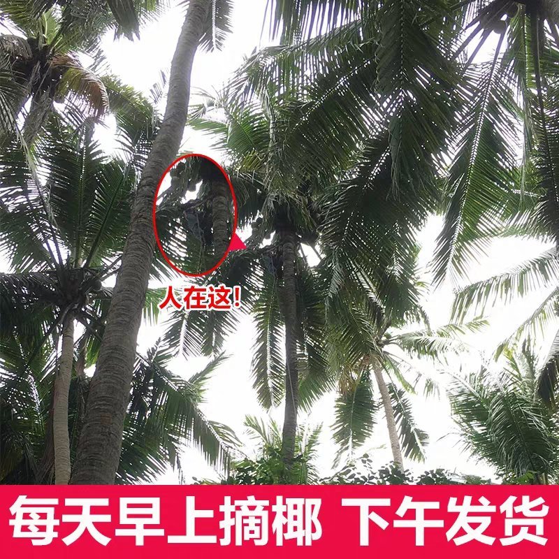 海南椰皇文昌本地椰子抛光不打蜡做椰子碗长期供应