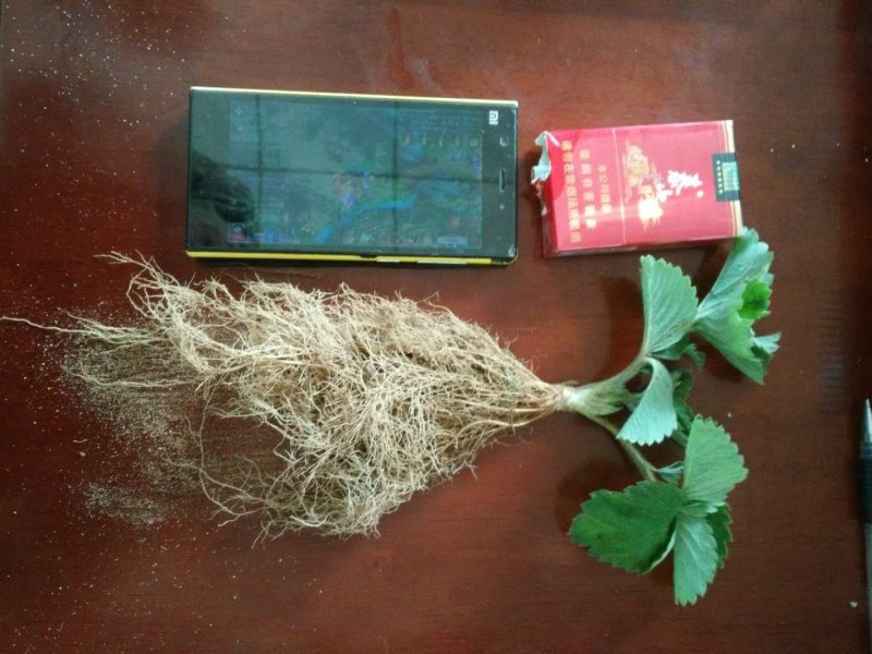 脱毒草莓苗繁育基地章姬草莓苗现挖现发确保品种根系发达