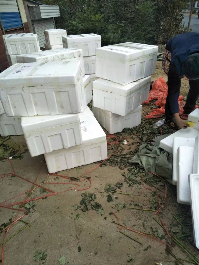 脱毒草莓苗繁育基地章姬草莓苗现挖现发确保品种根系发达