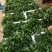 脱毒草莓苗繁育基地章姬草莓苗现挖现发确保品种根系发达