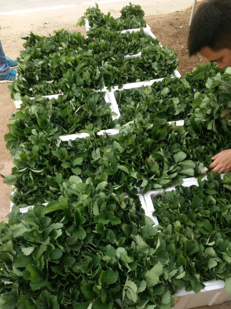 脱毒草莓苗繁育基地章姬草莓苗现挖现发确保品种根系发达