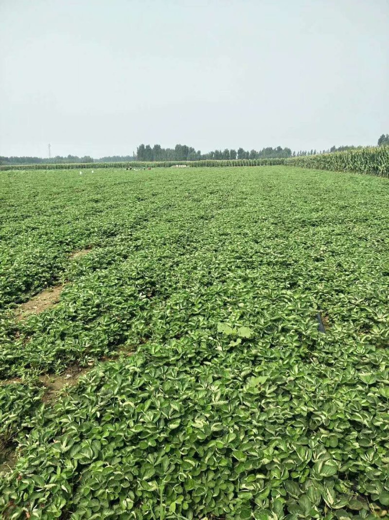 脱毒草莓苗繁育基地章姬草莓苗现挖现发确保品种根系发达