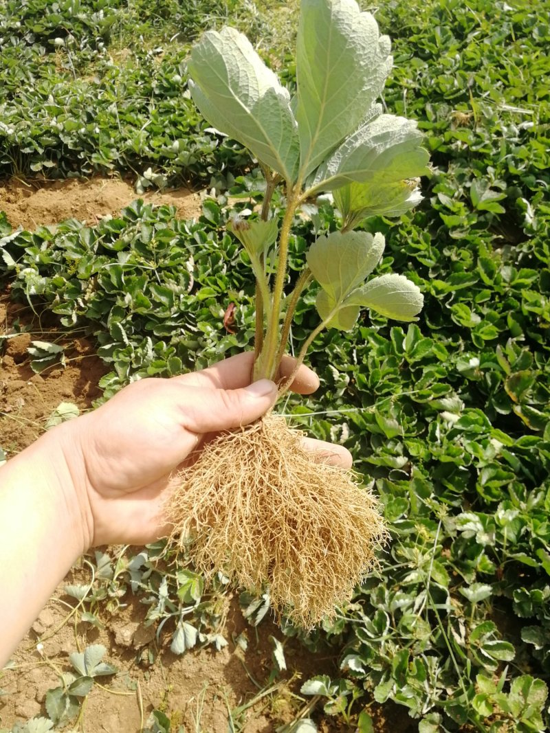 脱毒草莓苗繁育基地章姬草莓苗现挖现发确保品种根系发达