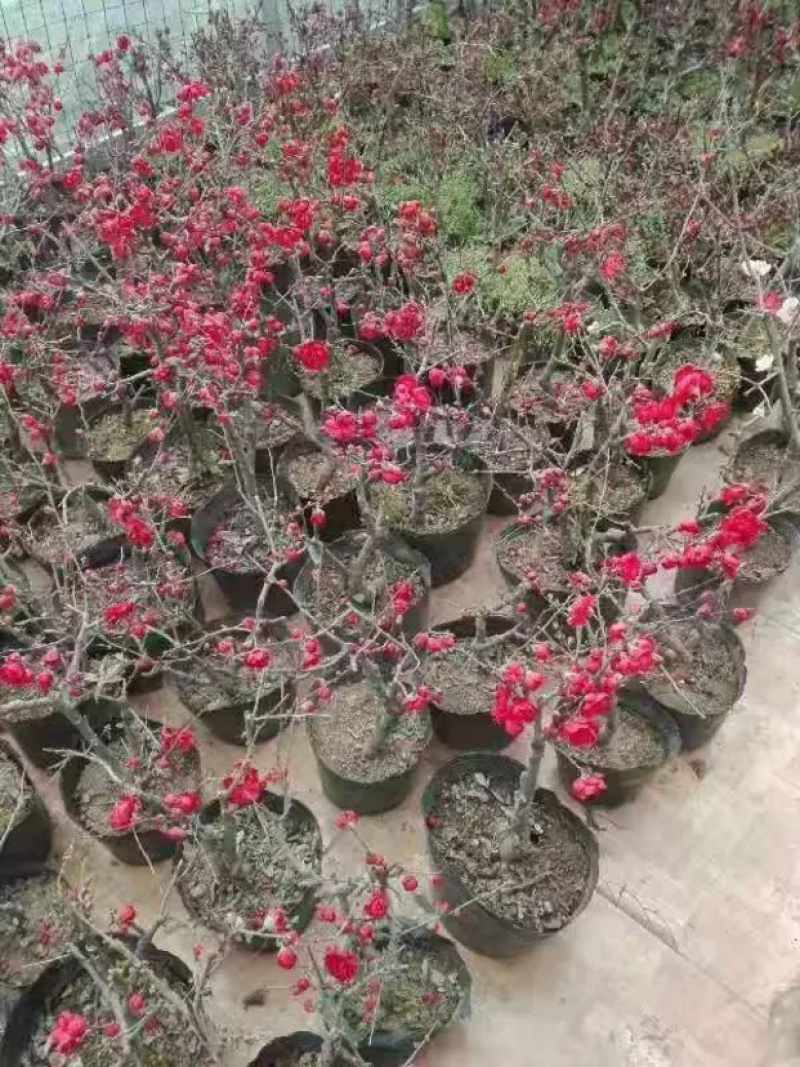 海棠花遍贴海棠花长寿冠海棠盆景垂丝海棠花海棠花