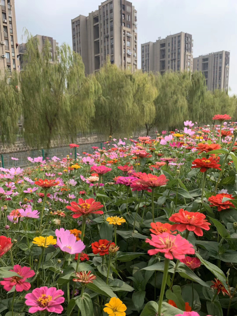 百日草种子，百日红种子，花卉花海种子大量供应