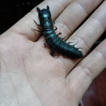 野生爬沙虫
