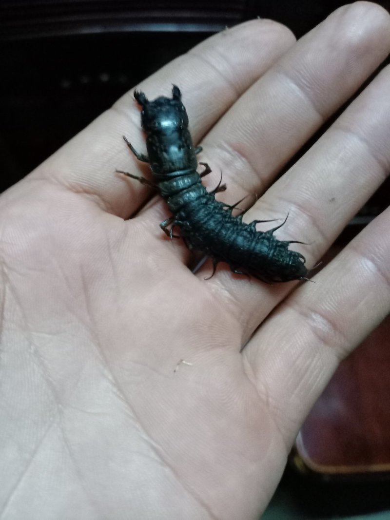 野生爬沙虫