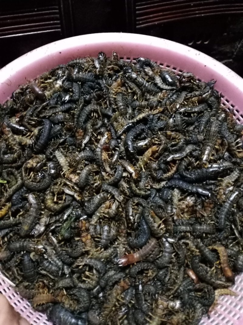 野生爬沙虫