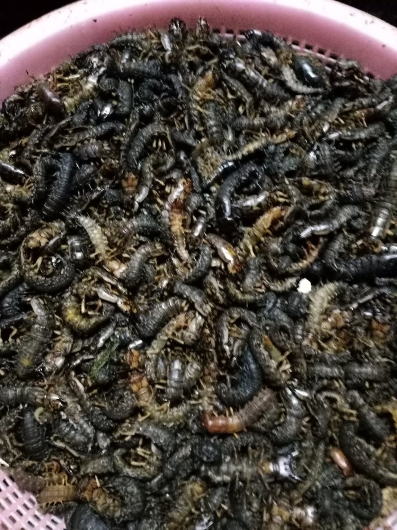 野生爬沙虫