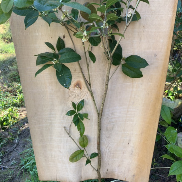 四季桂花天香台阁带土包邮