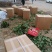 脱毒草莓苗繁育基地章姬草莓苗现挖现发确保品种根系发达