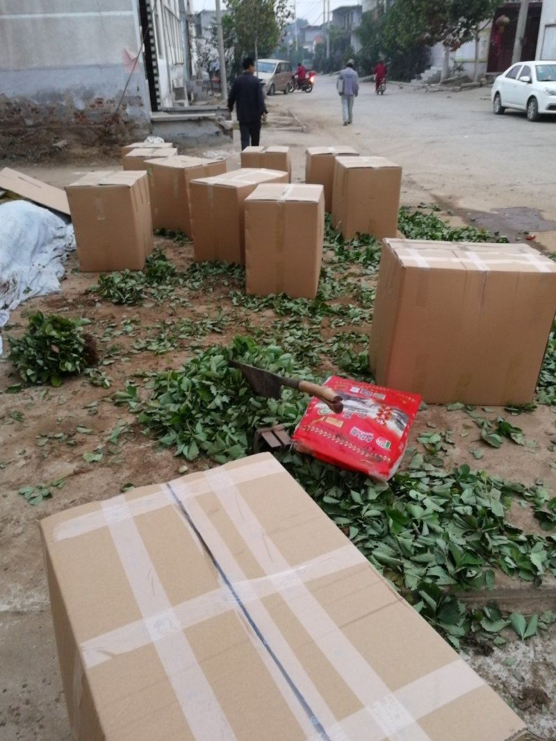 脱毒草莓苗繁育基地章姬草莓苗现挖现发确保品种根系发达