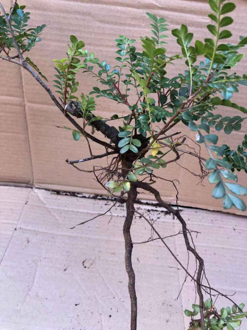 清香木云南正宗红芽清香木老桩盆景