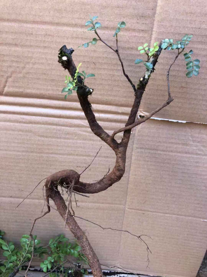 清香木云南正宗红芽清香木老桩盆景