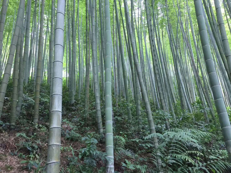 毛竹种子