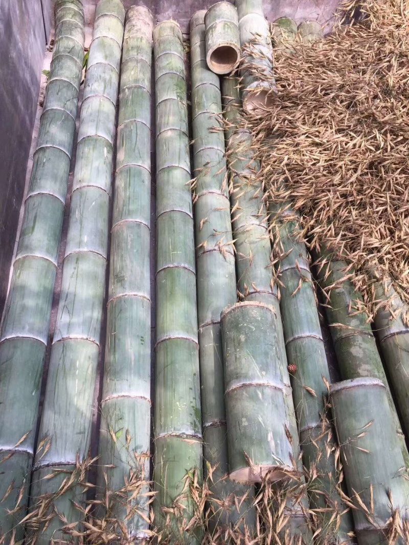 毛竹种子